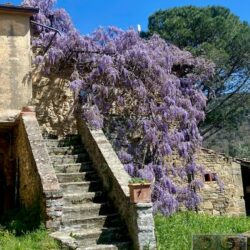 A characterful house for sale near Cortona in Tuscany (54)