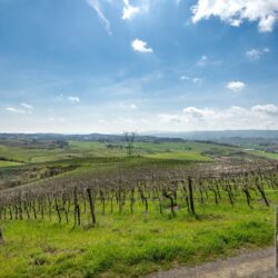 Stunning Winery for sale in Tuscany (17)