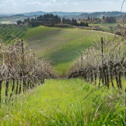 Stunning Winery for sale in Tuscany (18)