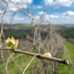 Stunning Winery for sale in Tuscany (20)